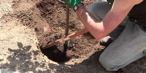 Kako posaditi šljivu u proljeće: vodič korak po korak